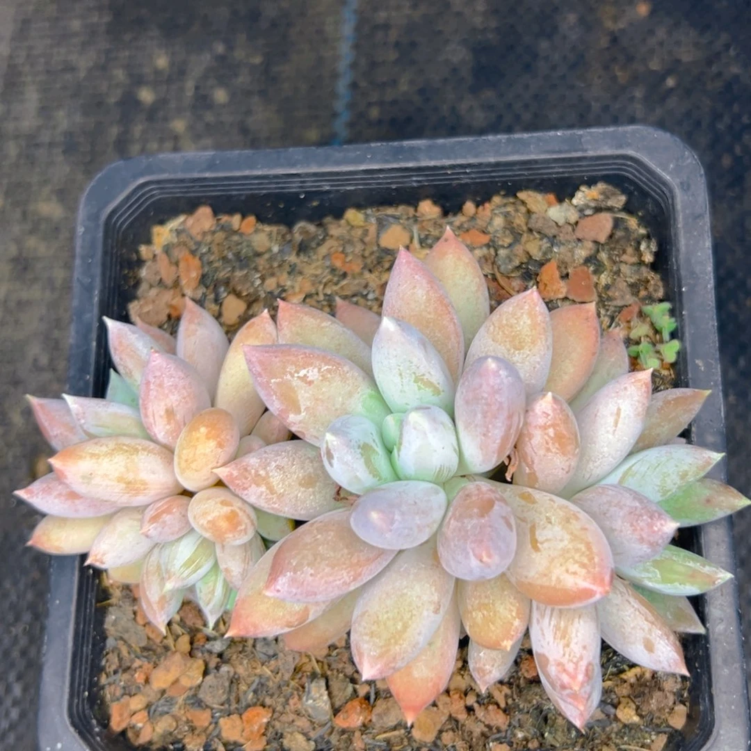 喙*哥特1111111111111