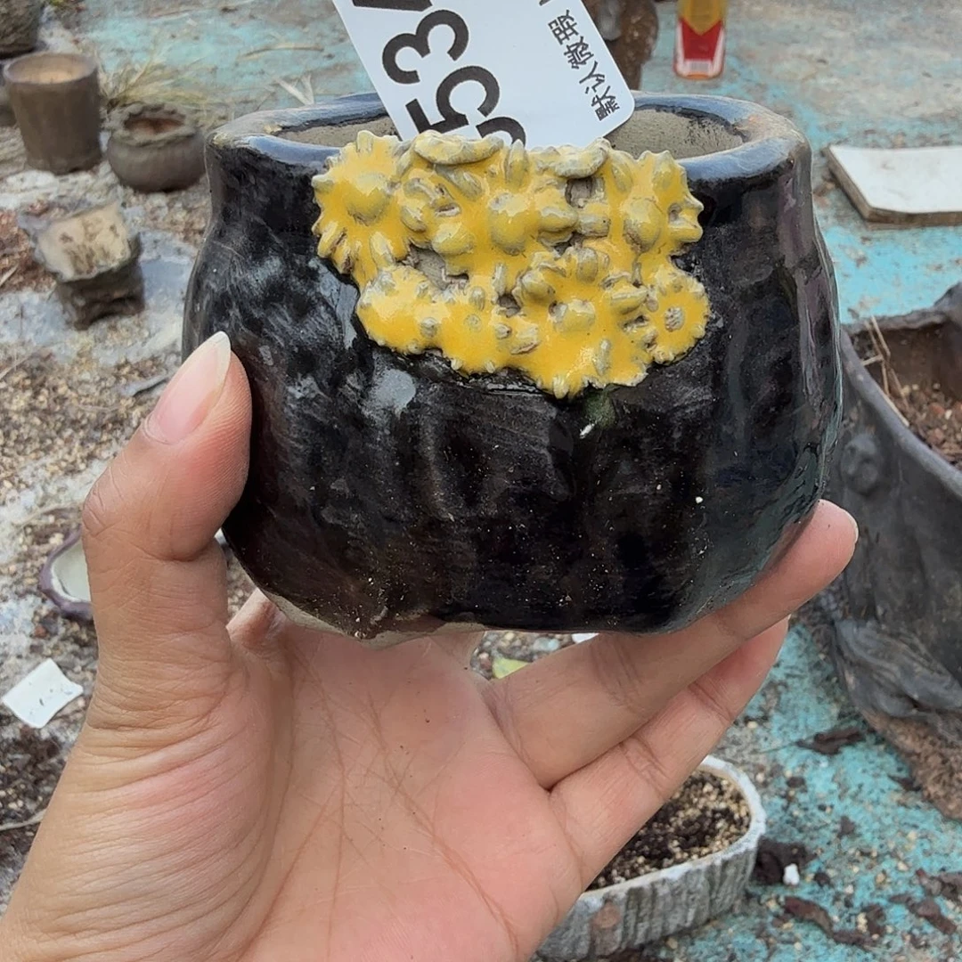 重庆小燕子欢迎大家534