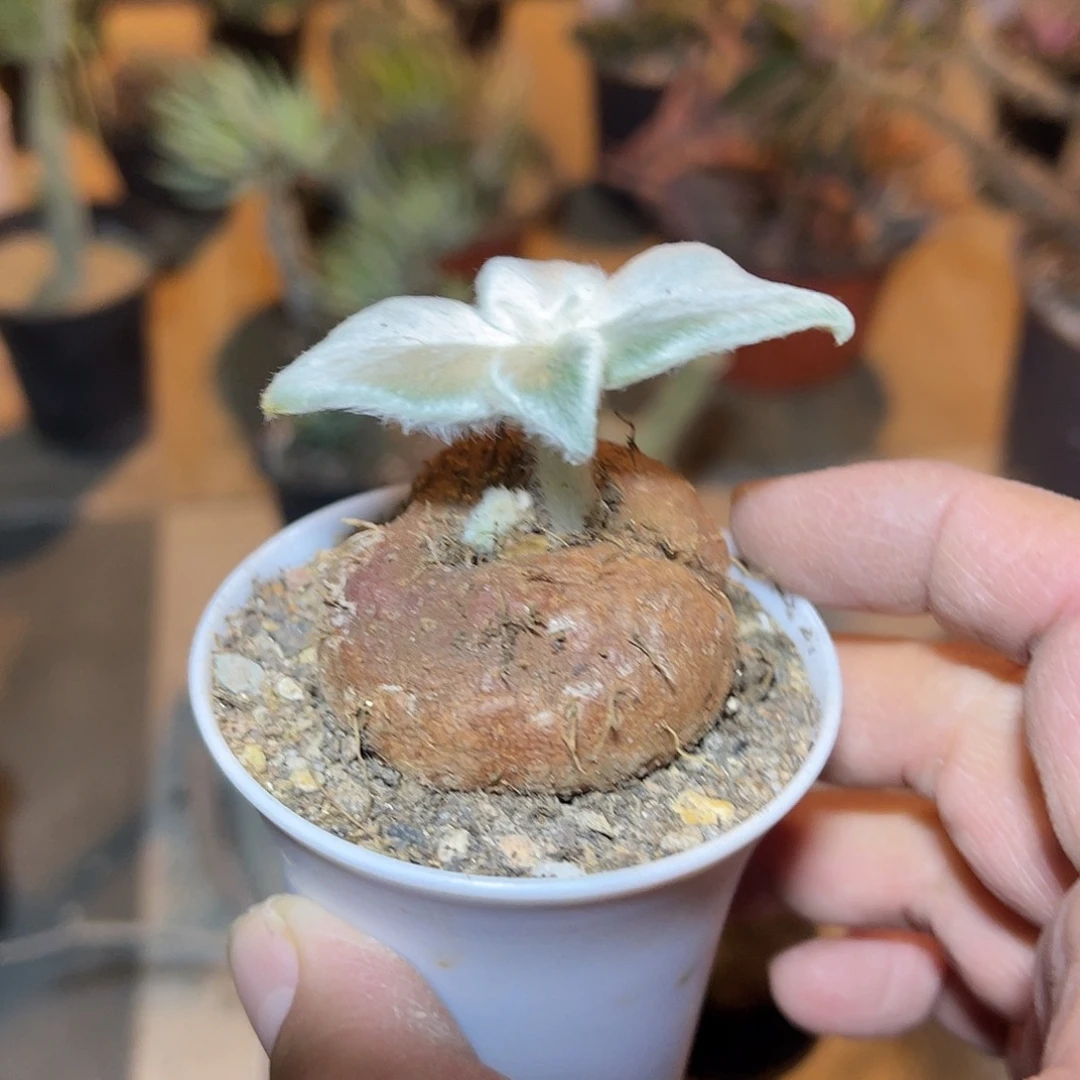 追***1实生断崖女王一物一拍