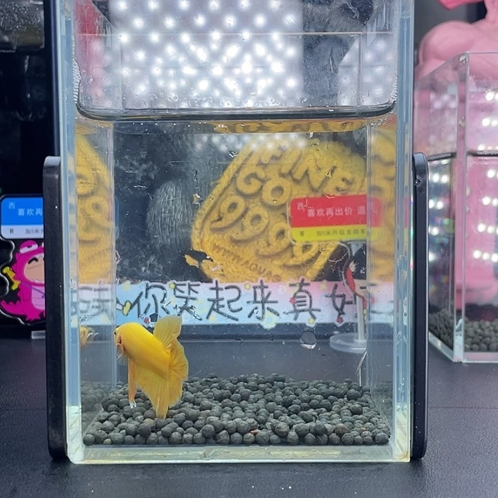 斗鱼09号926早超黄