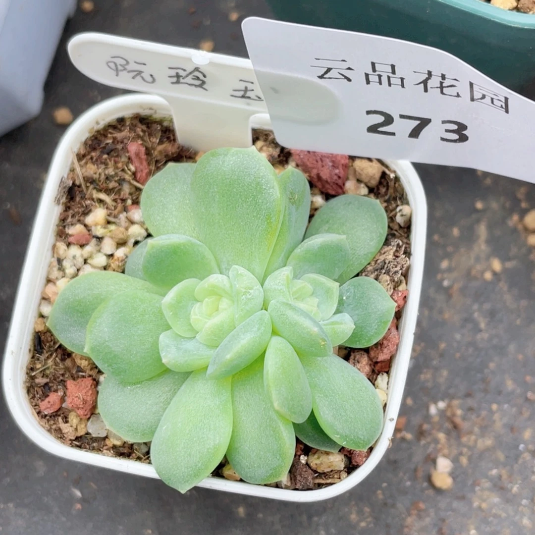 273号糖心冰心珍妮 阮玲玉