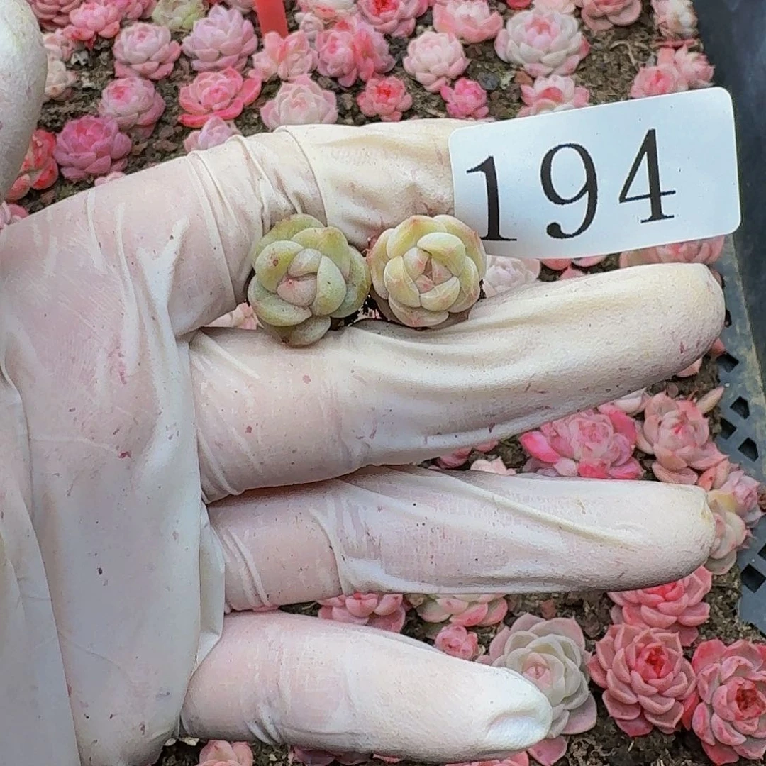 赛****g多肉植物多肉植物194