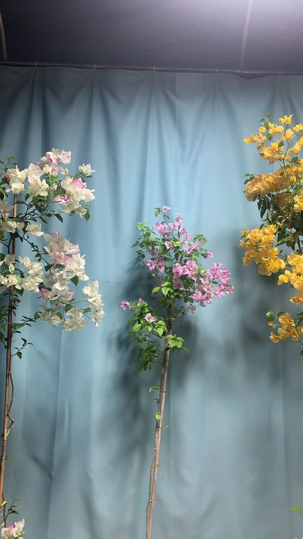 三角梅盆栽四季开花好养带花苞重瓣垂丝阳台庭院绿植室内