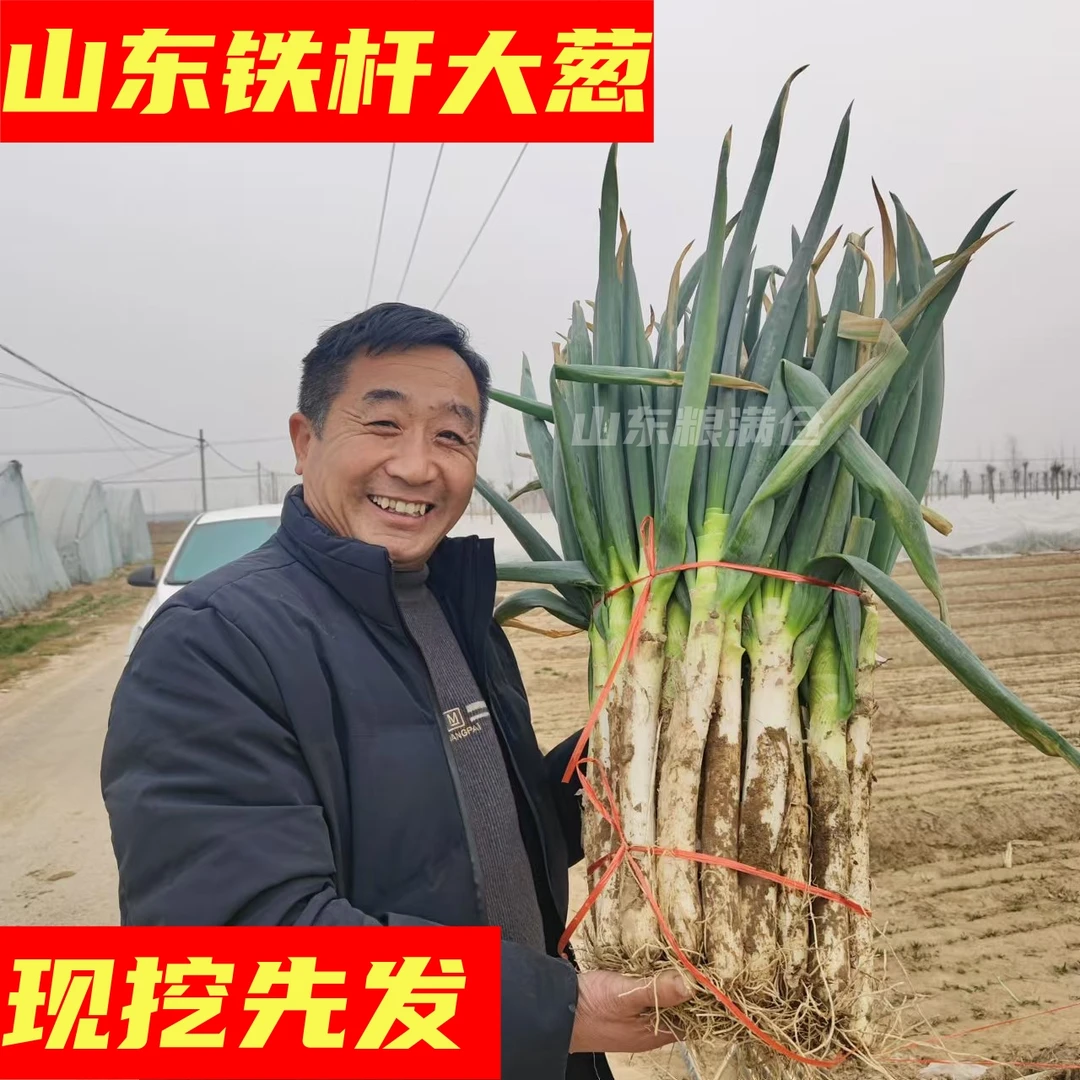正宗山东大葱铁杆大葱特级铁杆一号甜辣现挖先发新鲜蔬菜清仓