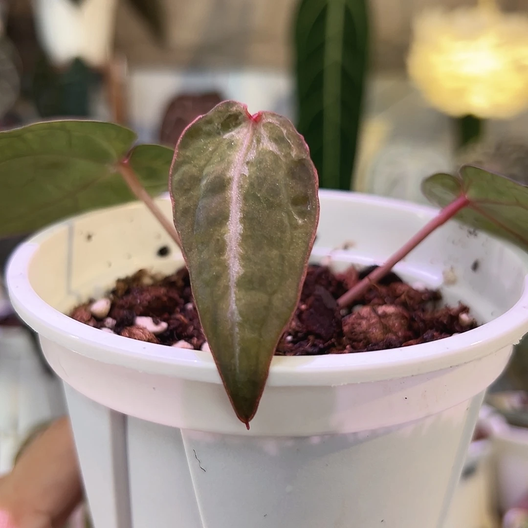 无花朵个体石化红水晶087