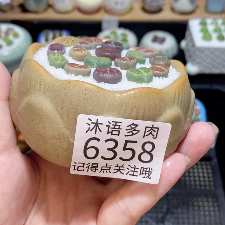 带盆土发货 精美盆栽 6358
