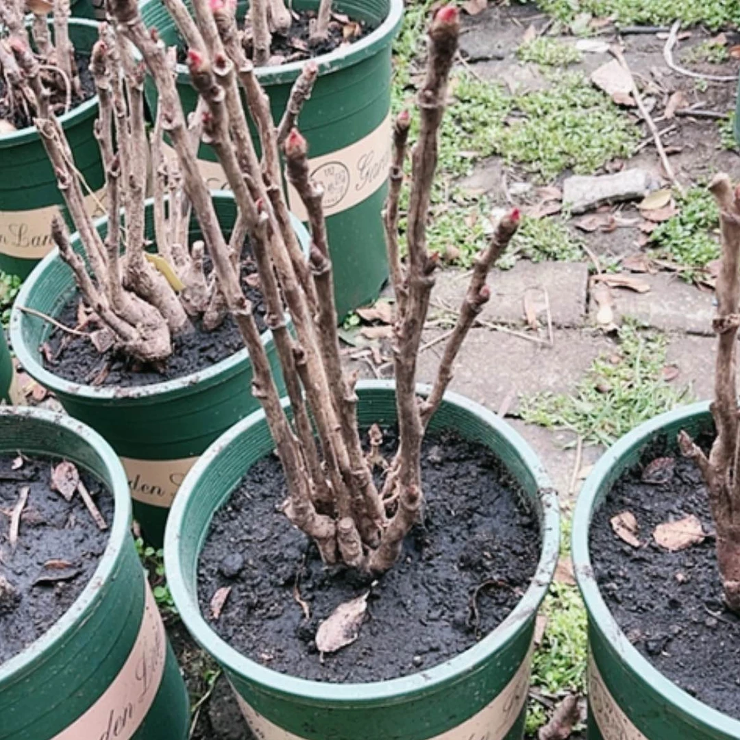 【闪购商品】无花朵岛大臣