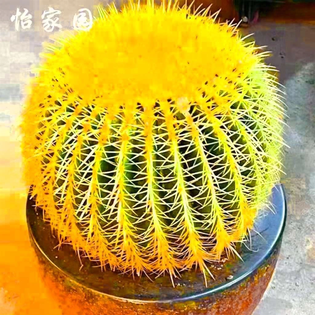 【店铺热销】金虎仙人球大号金琥大颗多肉室内盆栽可爱品种大全专用