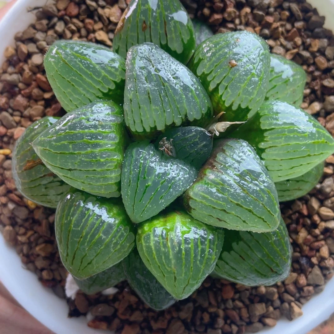 6.十二卷多肉亲指姬寿。