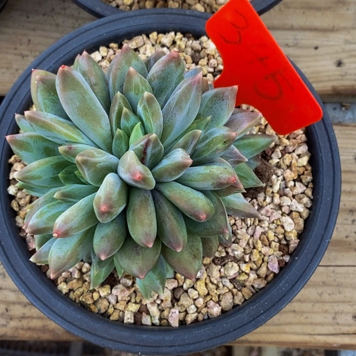 这么多个字怎么这么