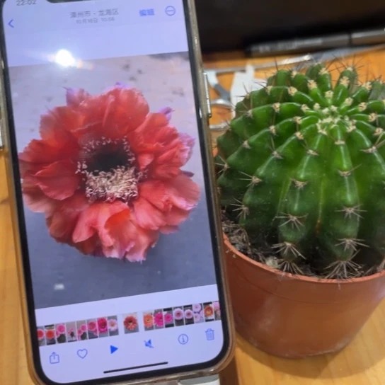 露露彩草橙红色7公分左右有干皮