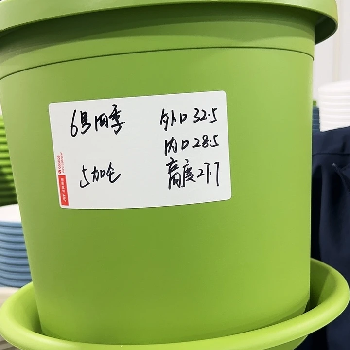 特价6号四季口32.5高27.7果绿带托5只