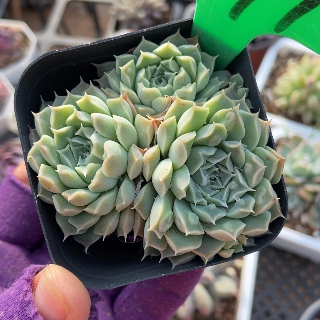 991财路多肉植物植物