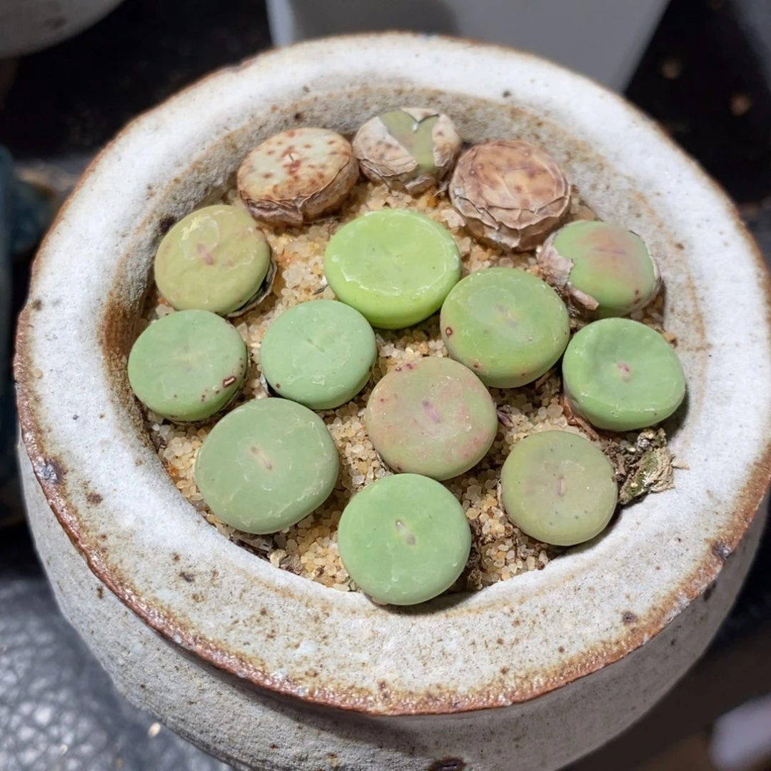 大型小红嘴两颗。