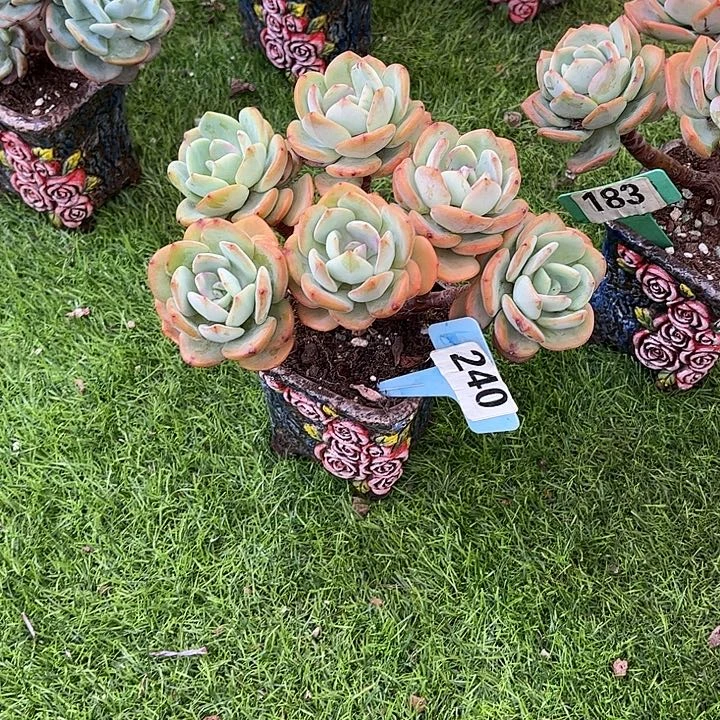 1***6百月光多肉植物保护240