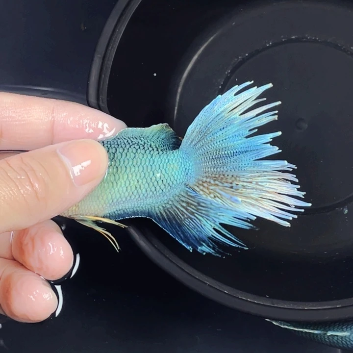 斗鱼中国斗鱼改良品种