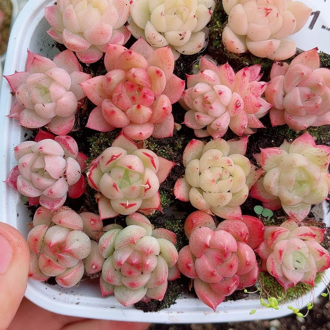 1-831新疆西藏内蒙不发  12.8包邮