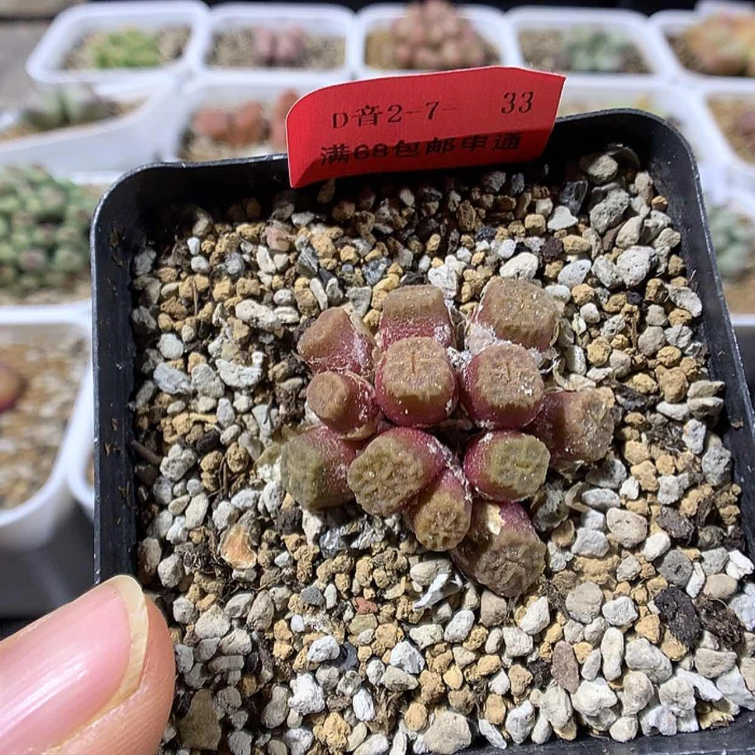 【闪购商品】2-7-33 烧麦多肉一群特25