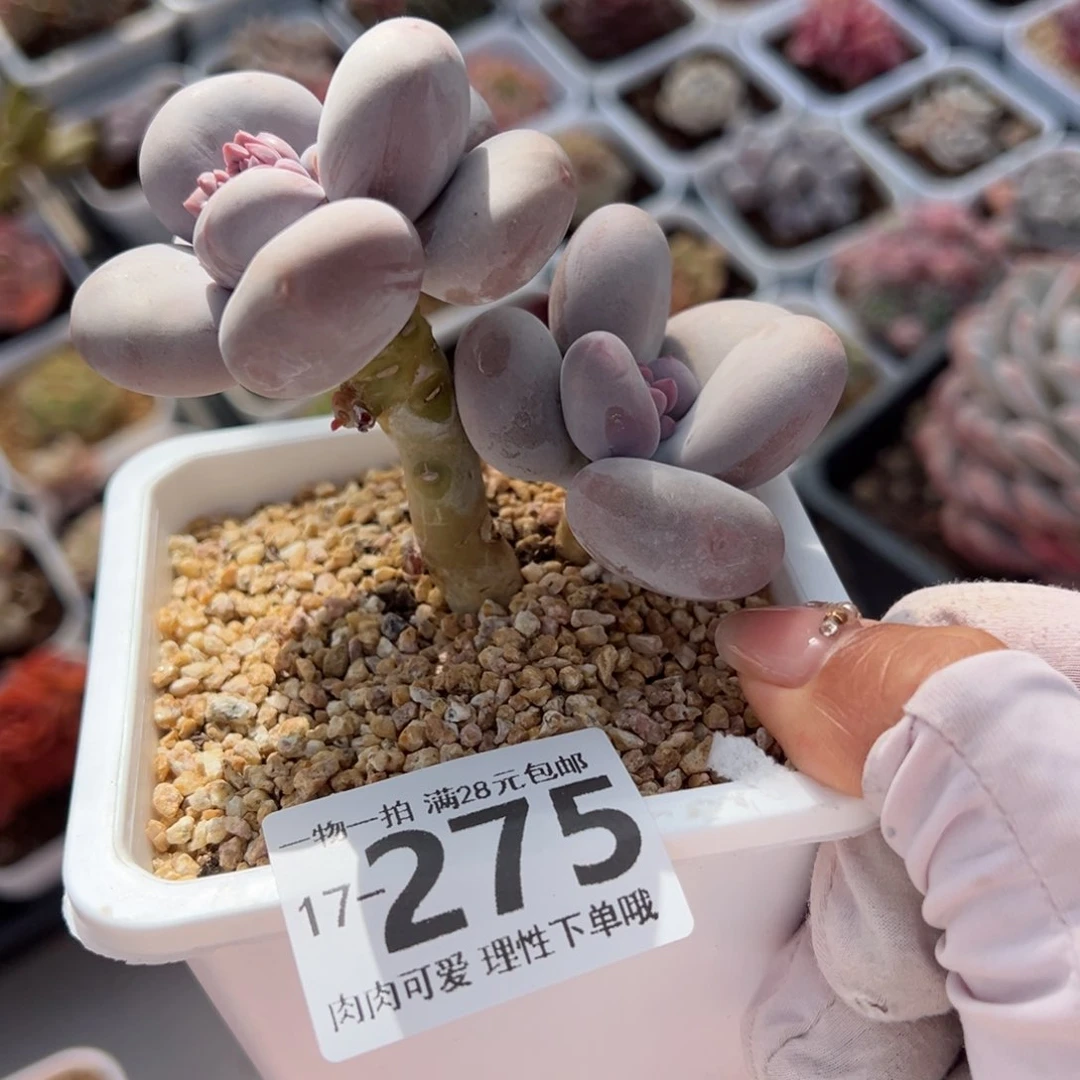 大叶奶多肉多肉多肉多肉