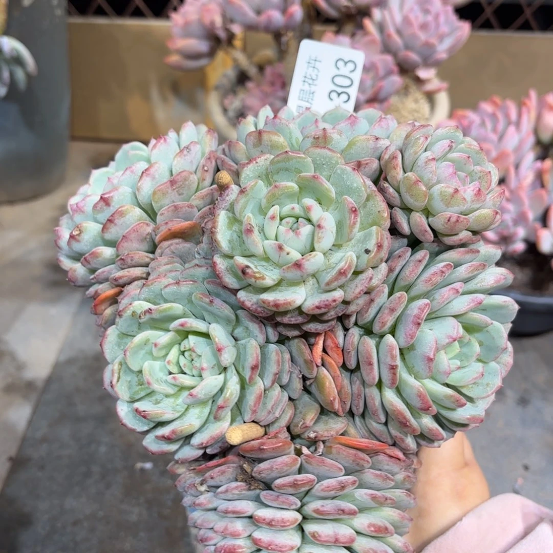 同温层多肉白胖子303