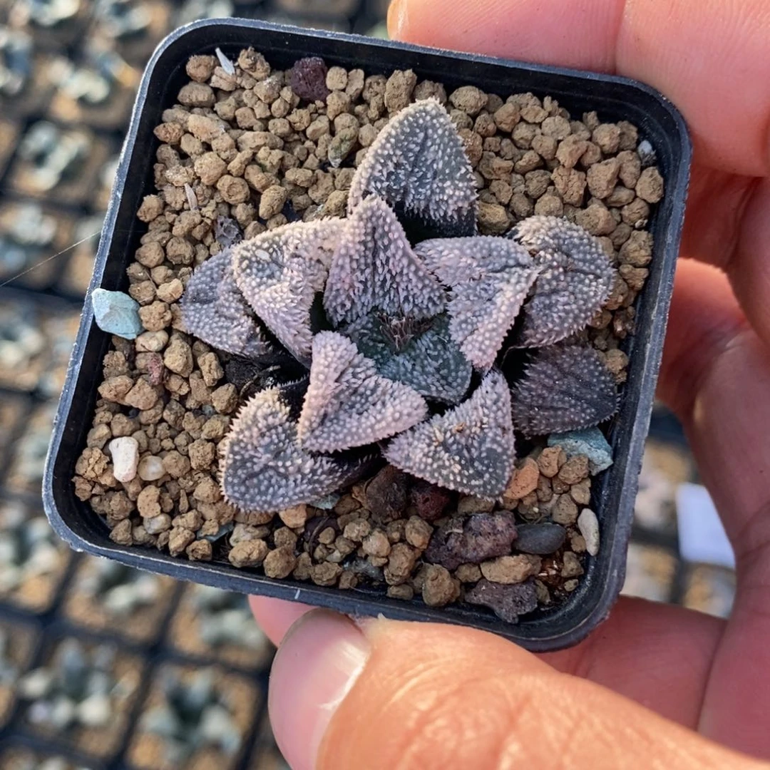 2311 一颗粉雪磨面 超级福利