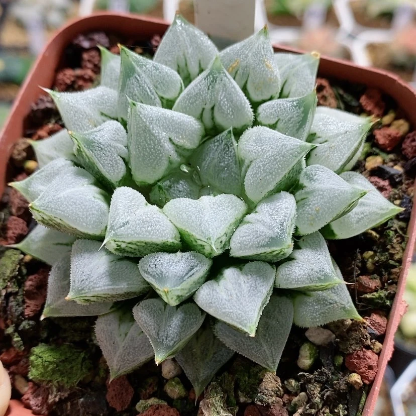 【闪购商品】5爱心