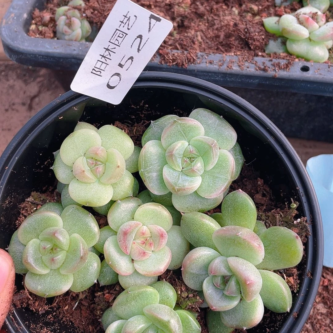 多肉植物多肉植物524