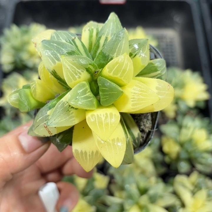 换盘姬寿锦多肉植物