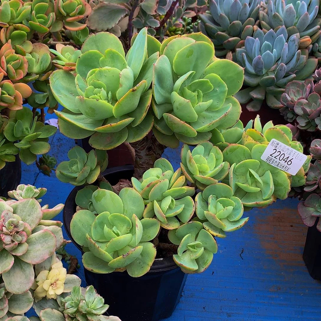 红***星碧桃22046多肉多肉