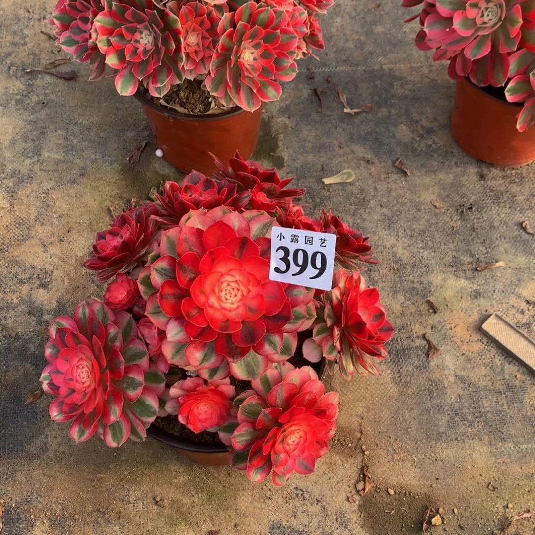 小*多肉植物399倾城888888
