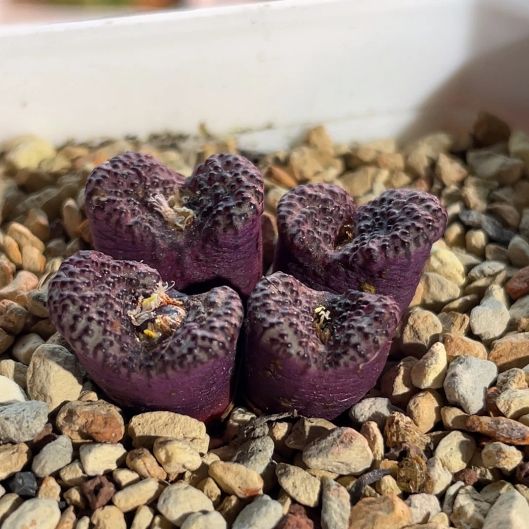 泡点红椒安贞植物一物一拍