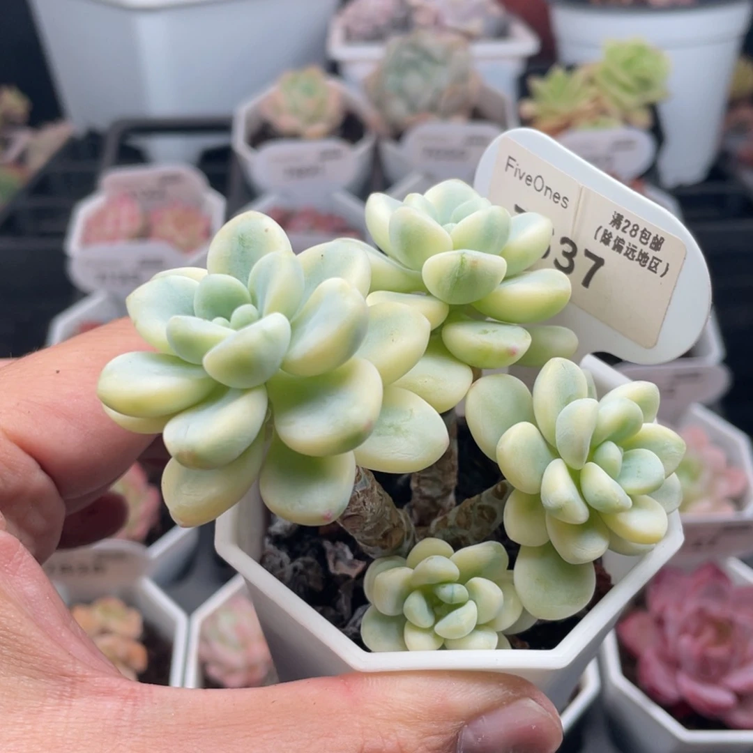 劳尔锦7537-7.5厘米