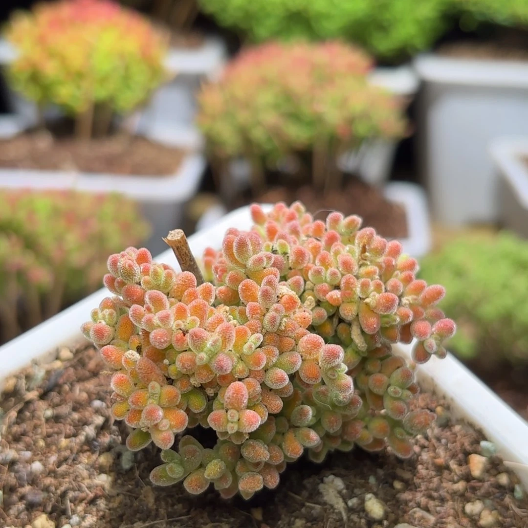 枝干番杏冰橙G108