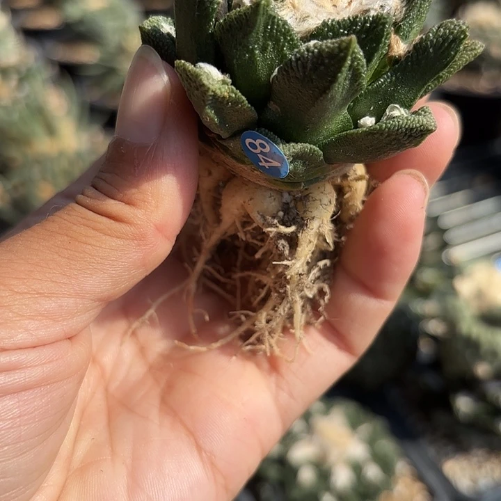 迷****袖蒲苗接仙人球84