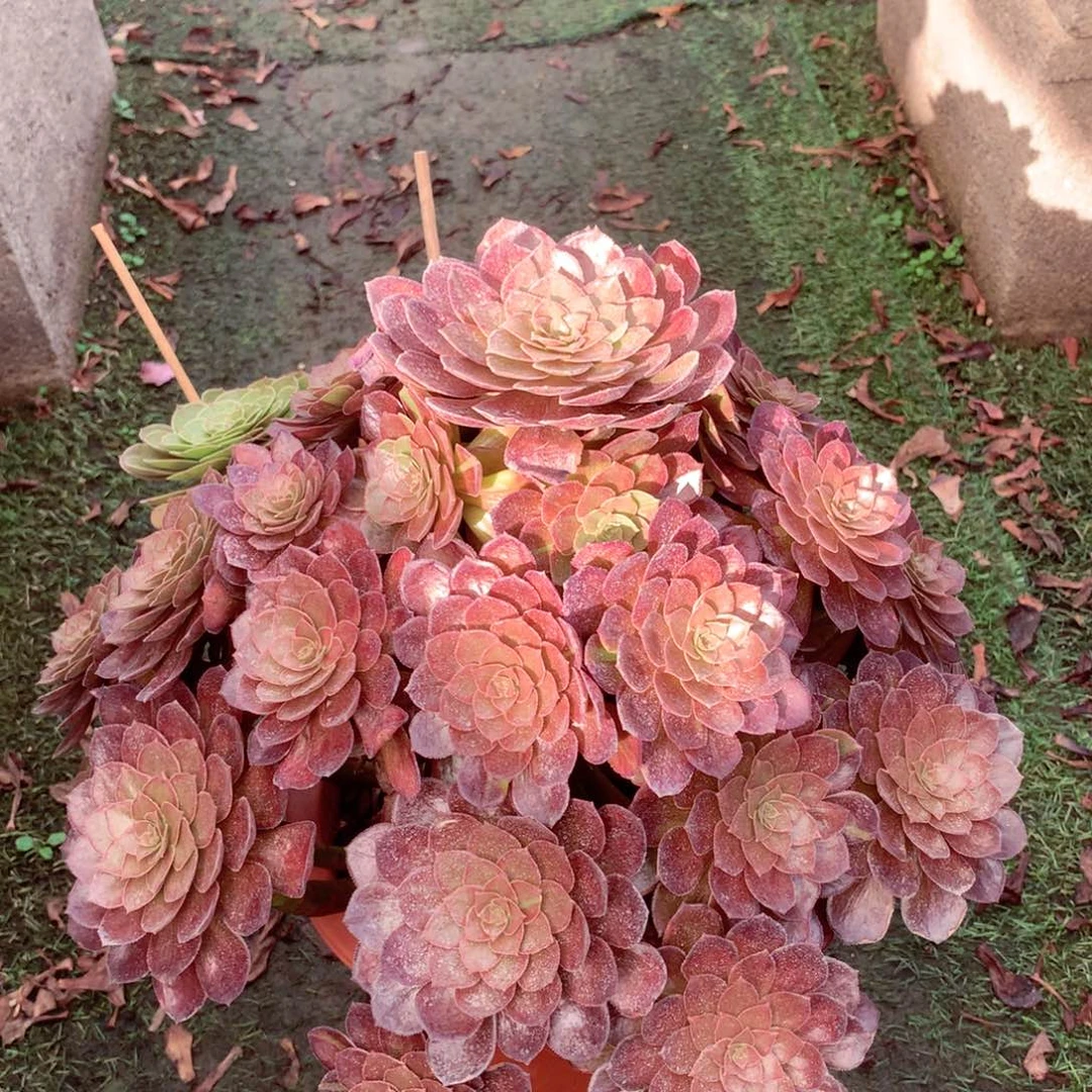 灰姑娘，多肉植物的