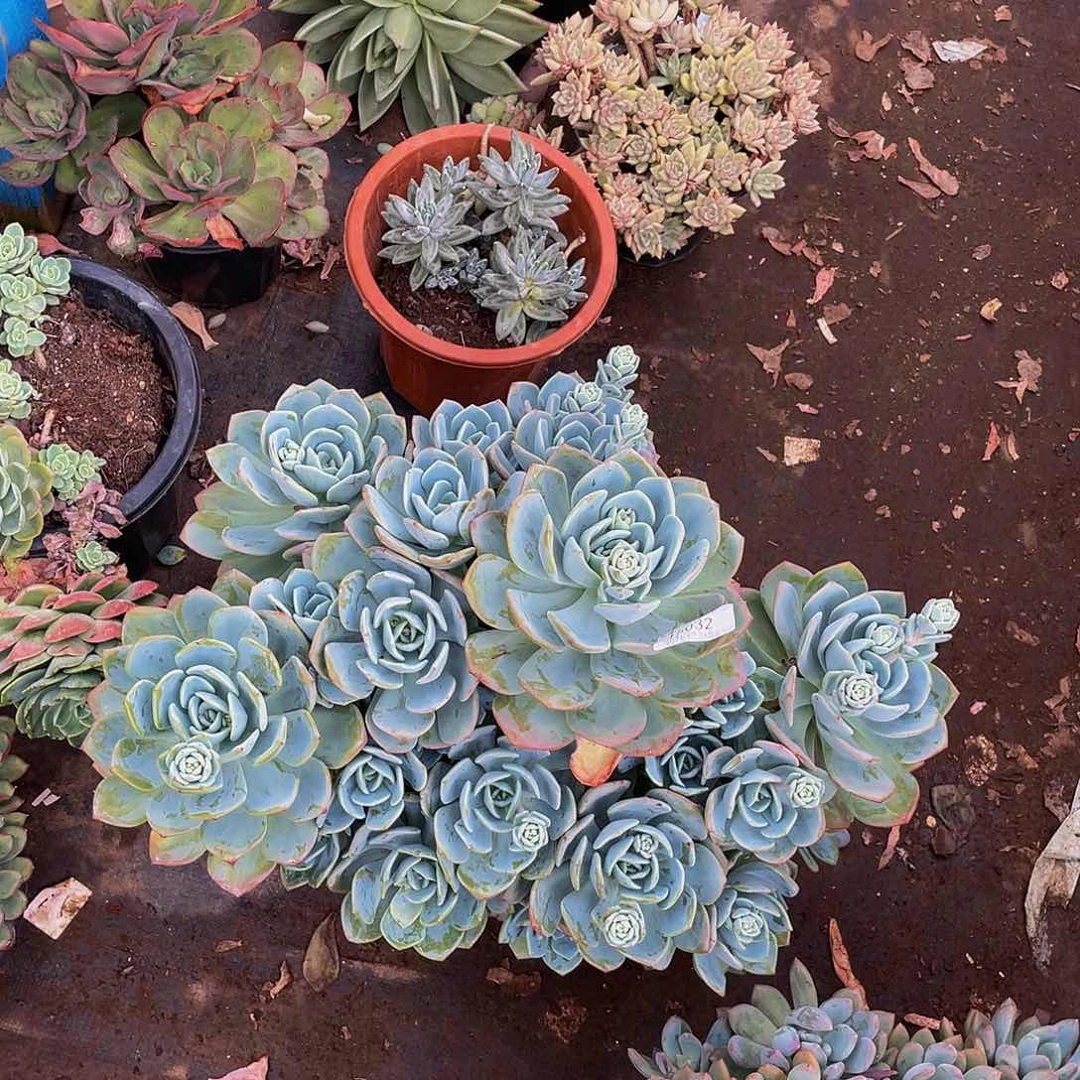 思***厚白月光15032多肉多肉