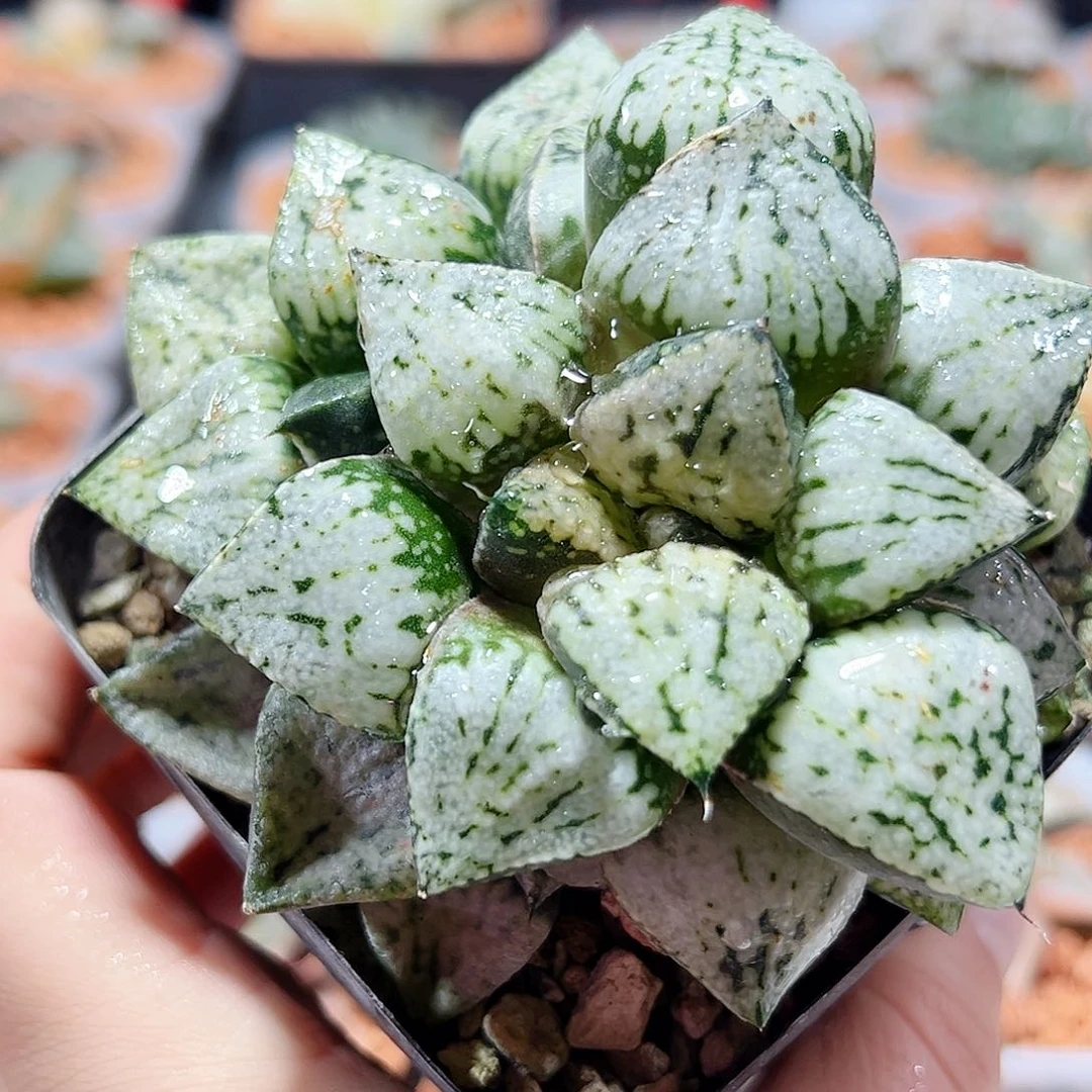 十二卷多肉潘多拉