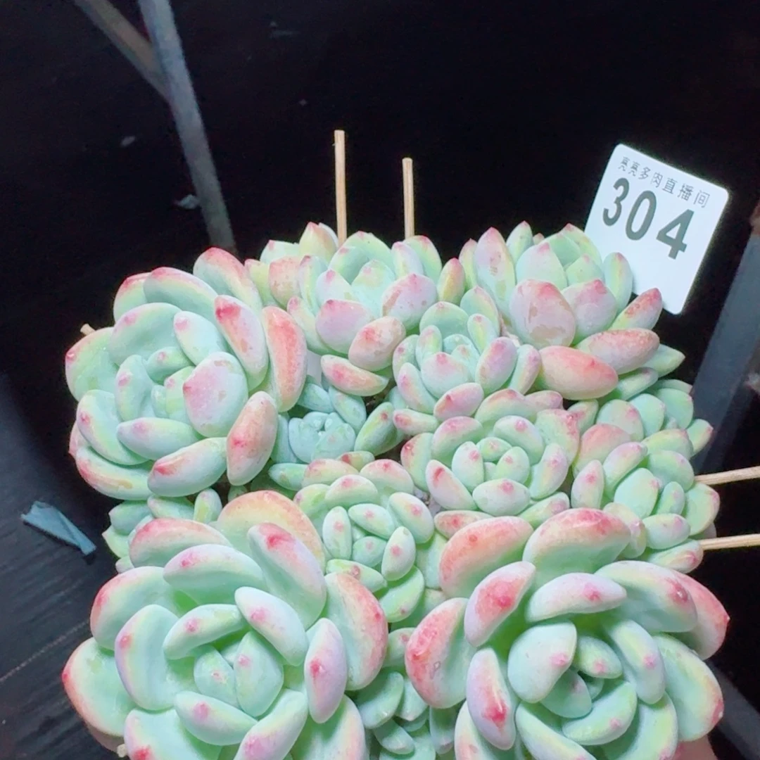 望舒            精美多肉植物