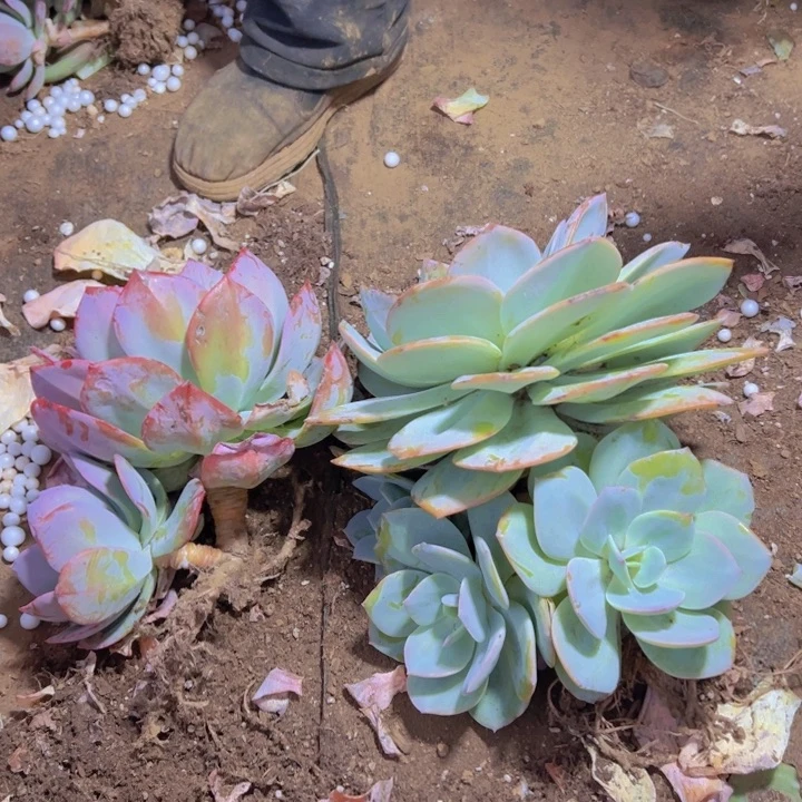 I***G地栽白凤1棵 血凤1棵（包邮不包损）