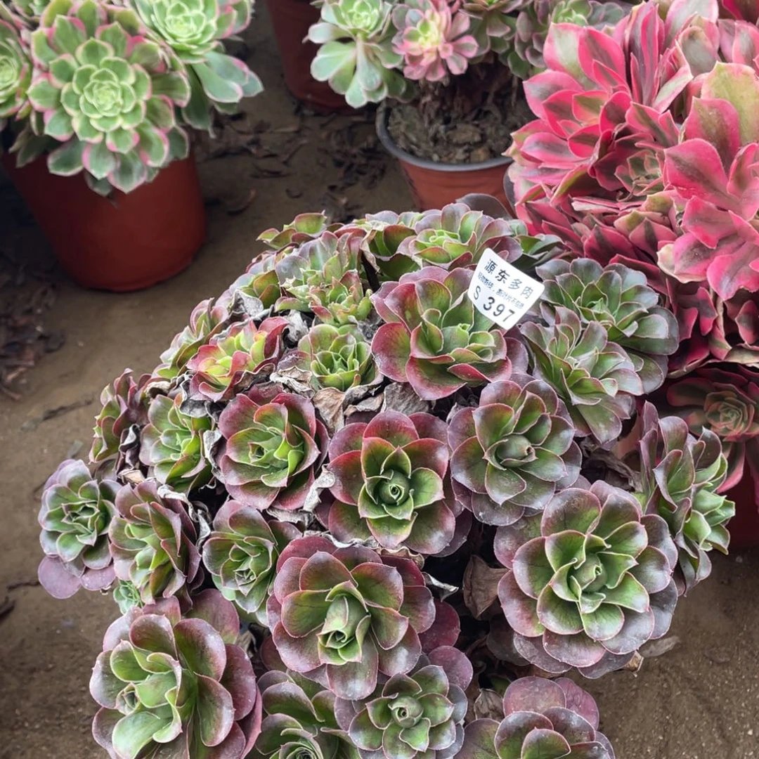 397魅金玫瑰多肉法师断枝不包