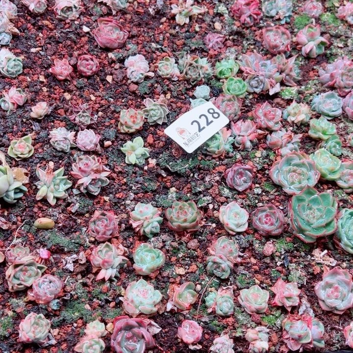 俊***含多肉植物多肉植物