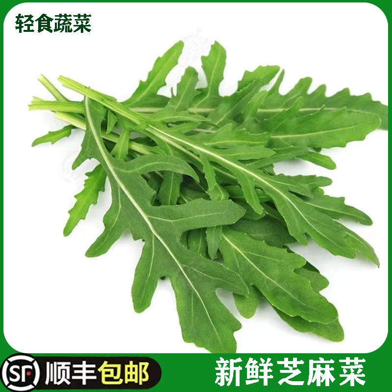 芝麻菜新鲜芝麻叶沙拉蔬菜食材轻食西餐生菜食用火箭菜包邮