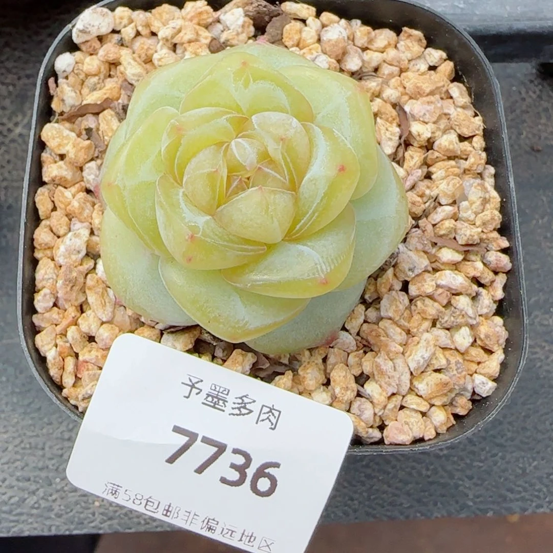 月白珍妮，7736多肉植物