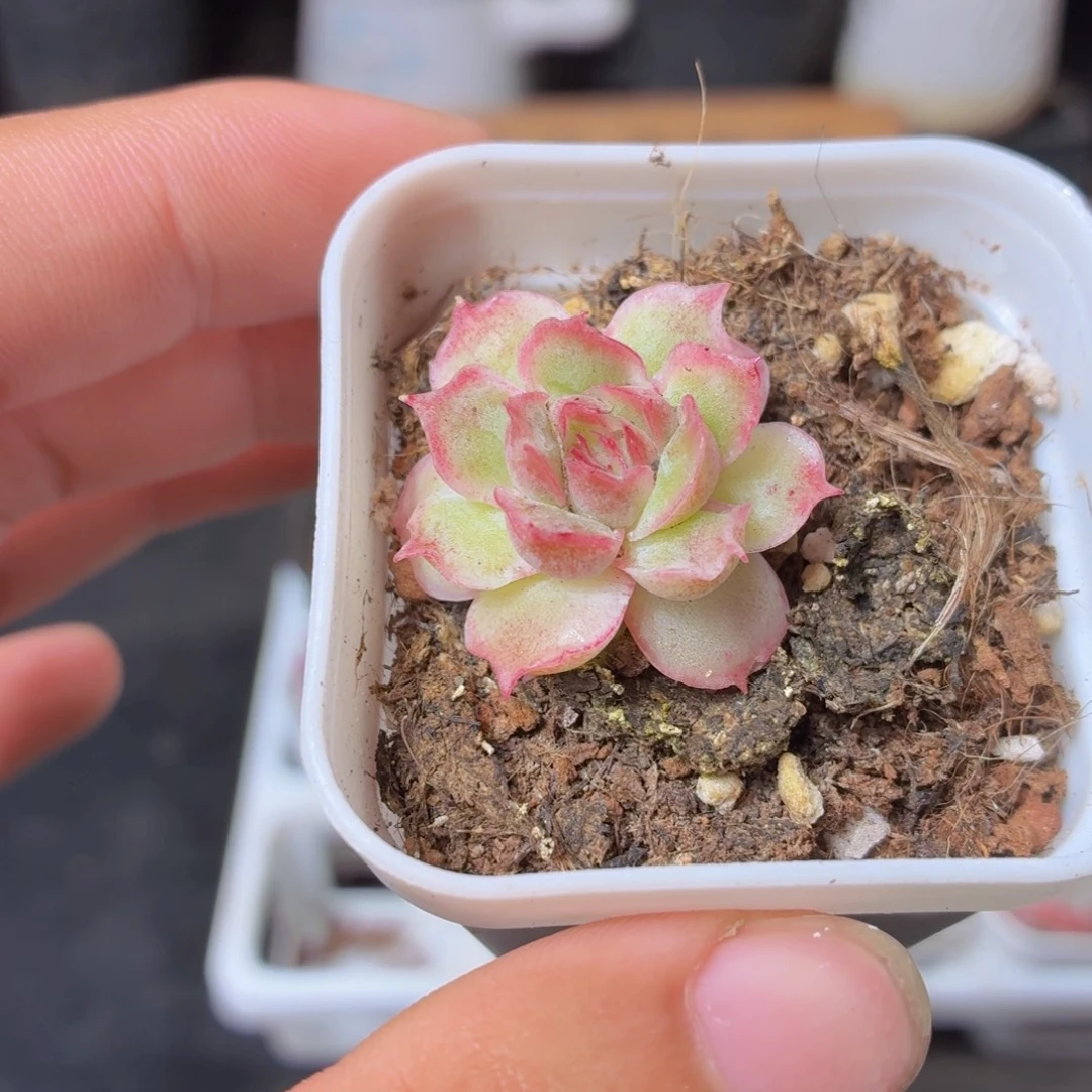 水晶虾饺多肉9.9包邮发货