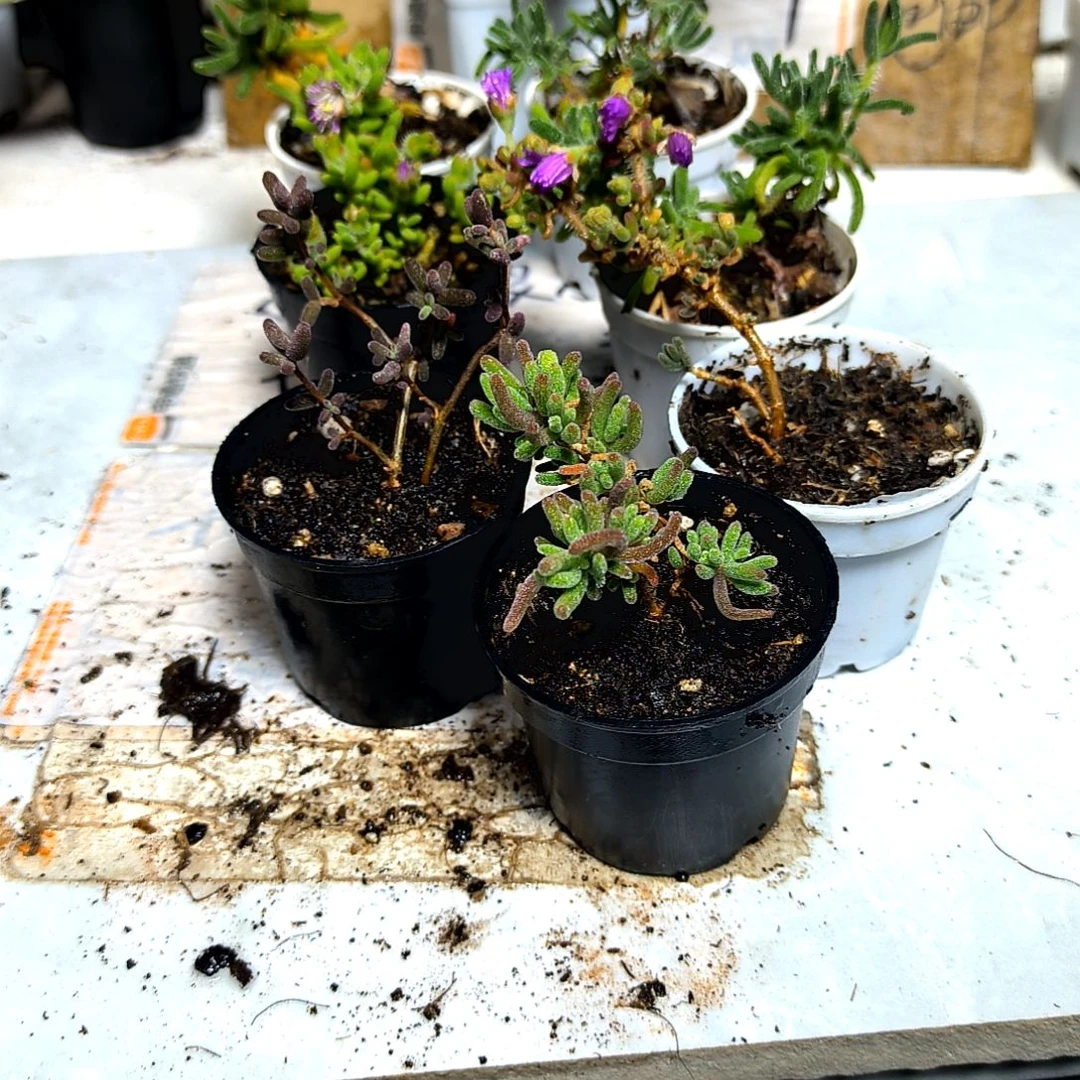 满9元包邮，六颗不同枝干老苗