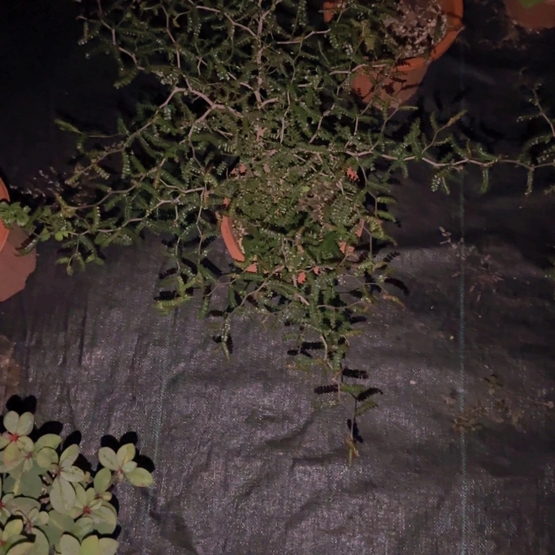 c***.块根植物块根植物