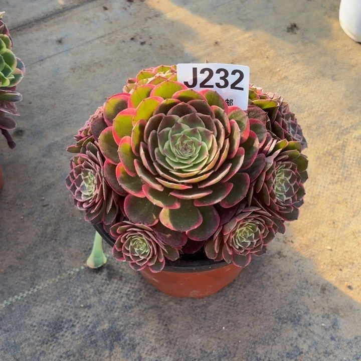 瑞妈多肉园艺232