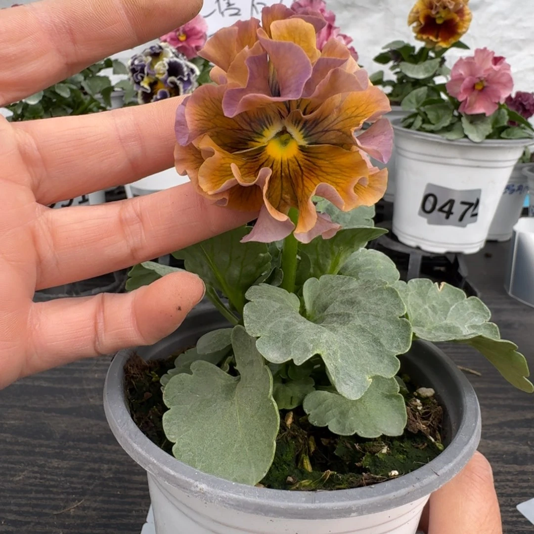 全部花朵549号棕榈泉