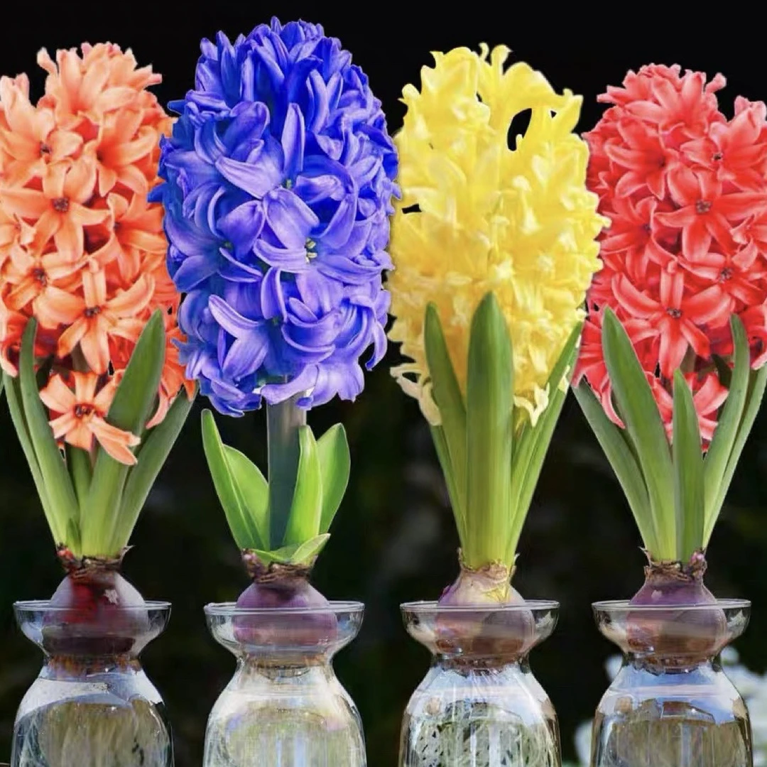 风信子种球水培套装五个球带瓶子室内外好养水养土培植物盆栽
