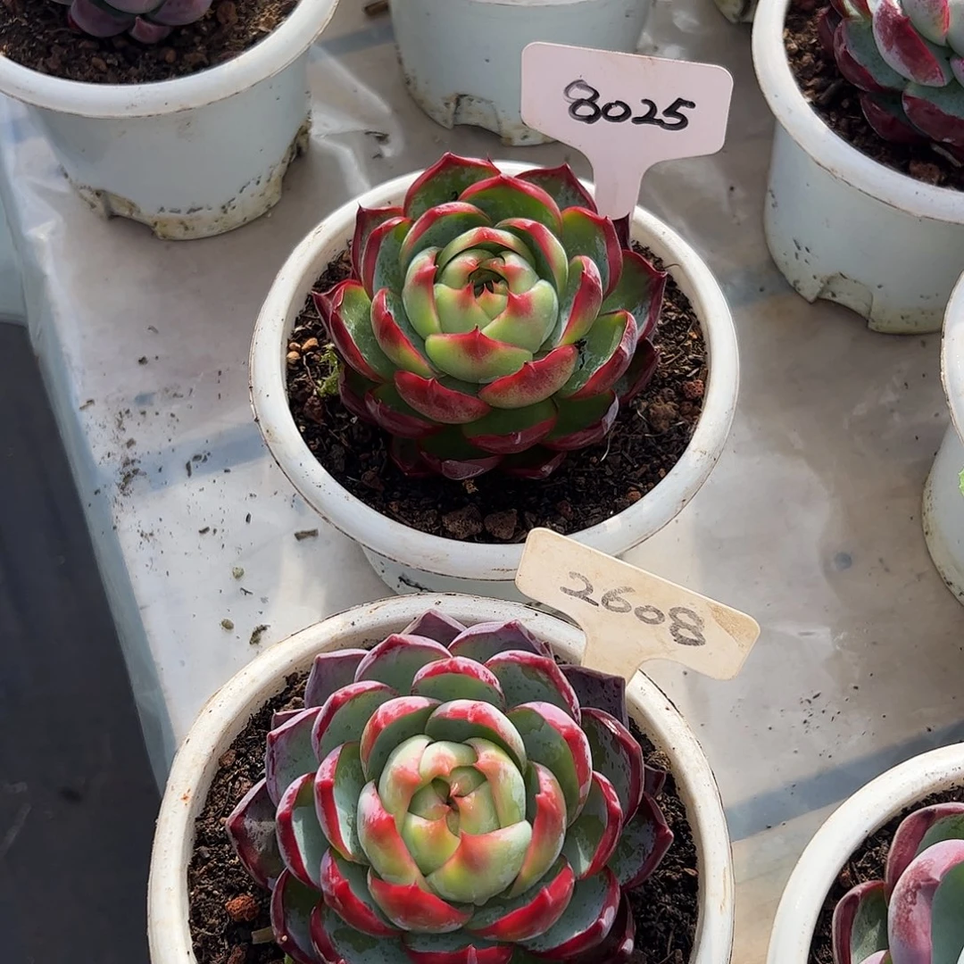 惊鸿仙子8025.2608号